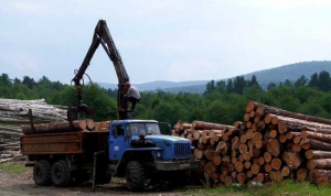 Свердловские прокуроры делят с коммерсантами леса Нижнего Тагила